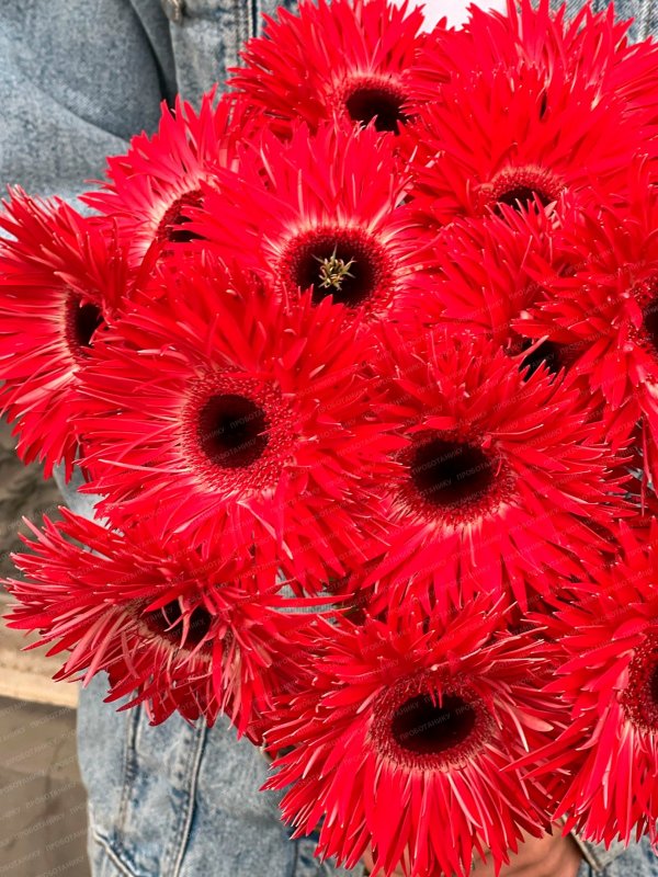 Гербера, красная
