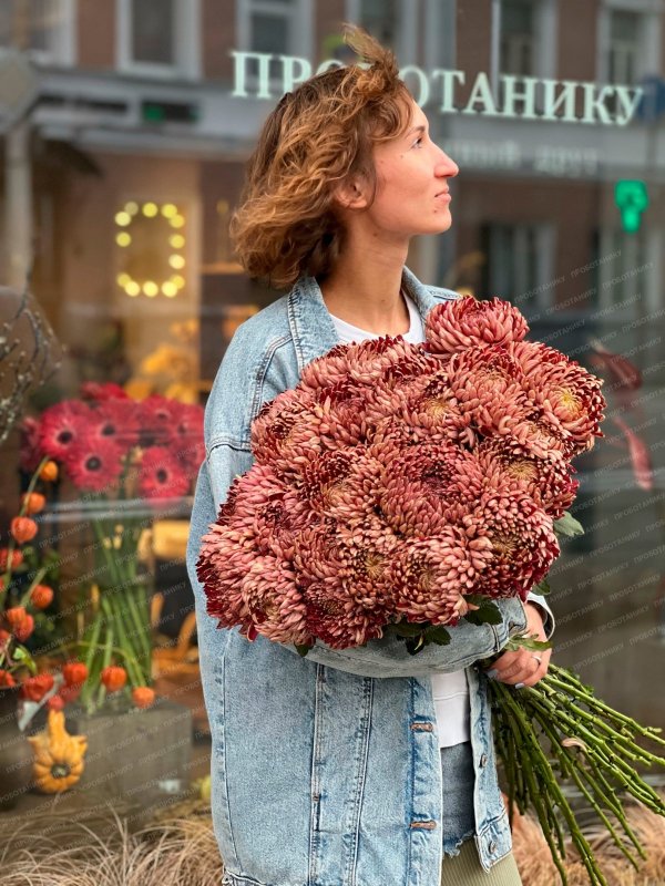 Хризантема, темно-красная