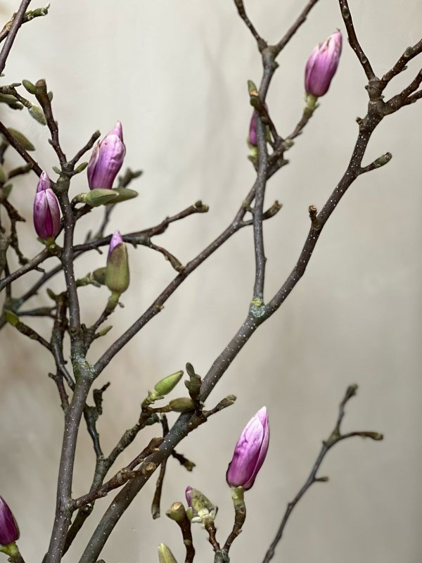 Ветки Магнолии, цветущие
