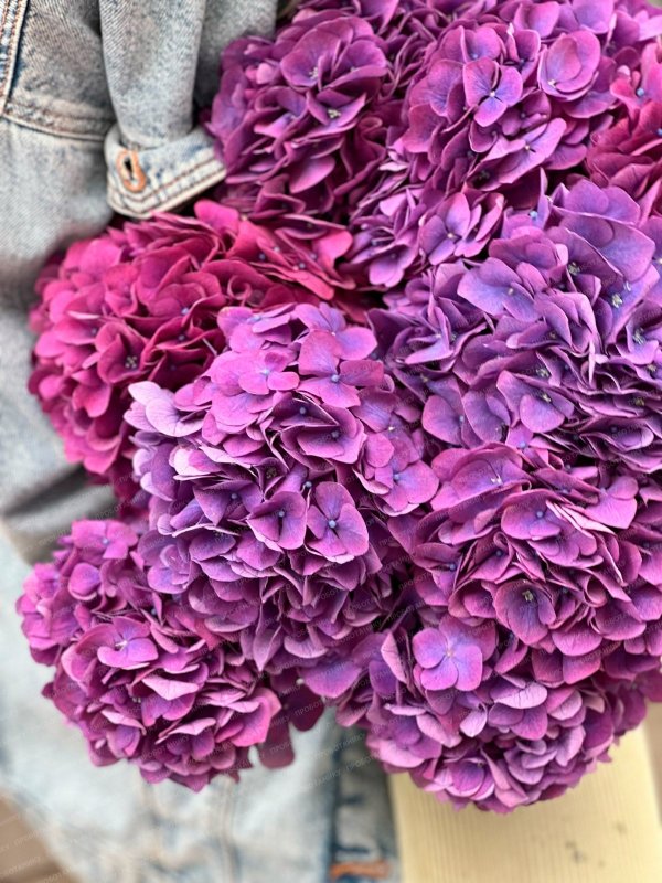 Гортензия, темно-розовая