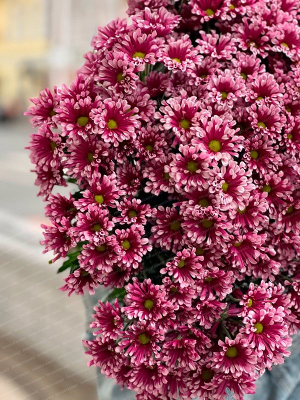 Кустовая хризантема, розовая