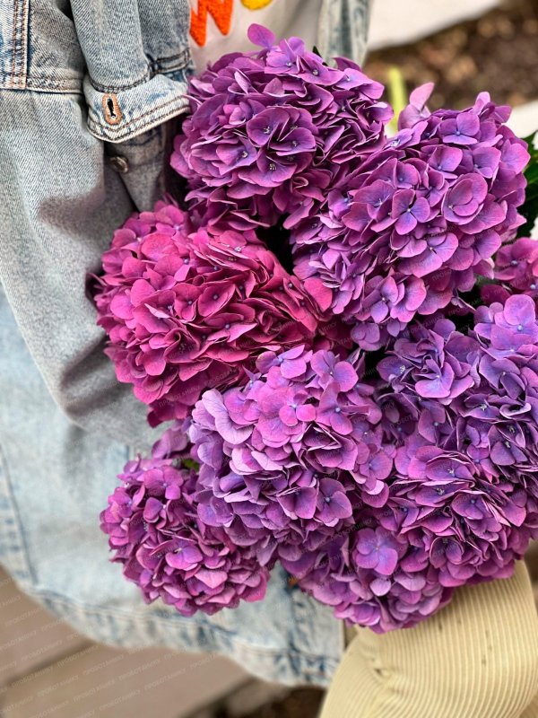 Гортензия, темно-розовая