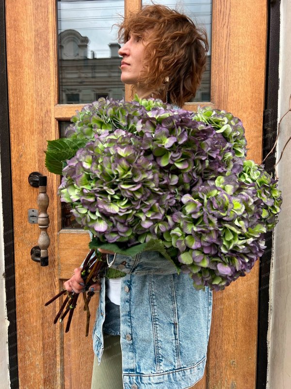 Гортензия, пурпурная