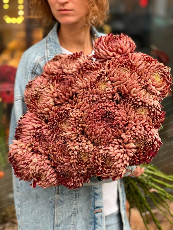 Хризантема, темно-красная