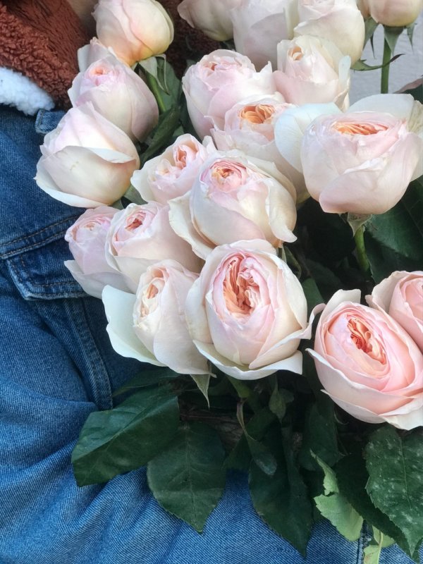 Пионовидная роза