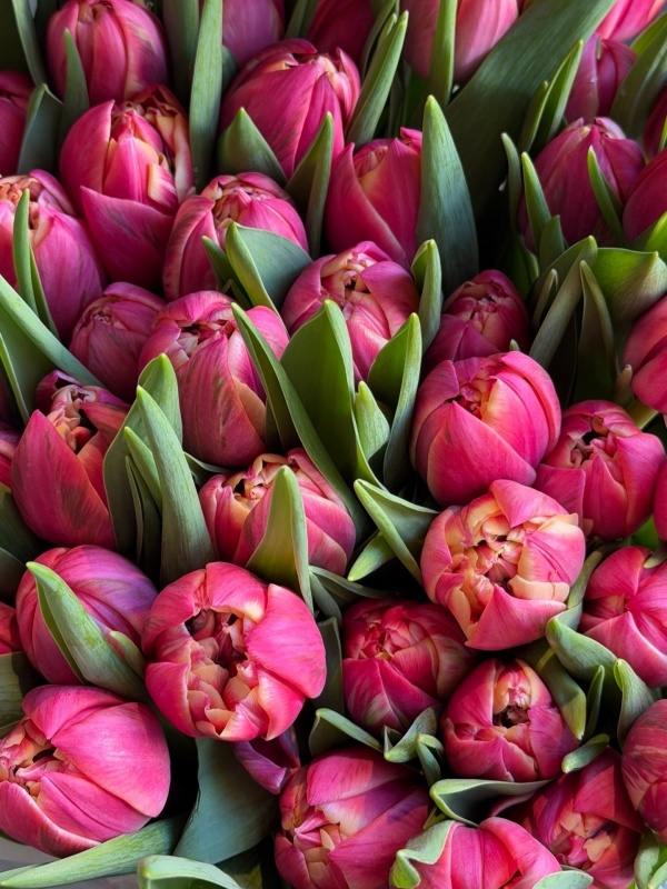 Пионовидный тюльпан колумбус