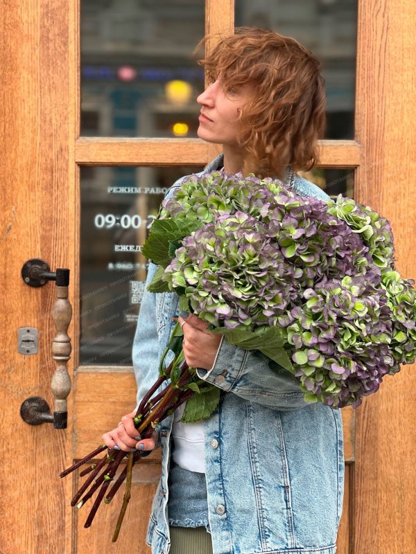 Гортензия, пурпурная