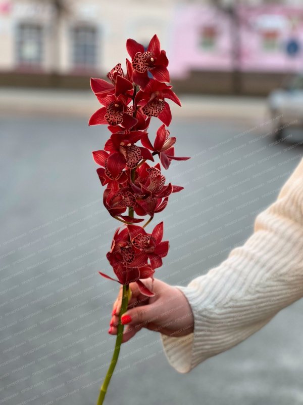 Орхидея, в ассортименте