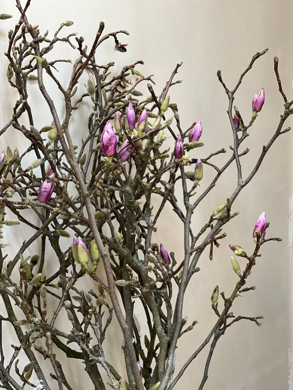 Ветки Магнолии, цветущие