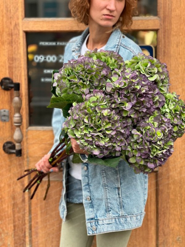 Гортензия, пурпурная