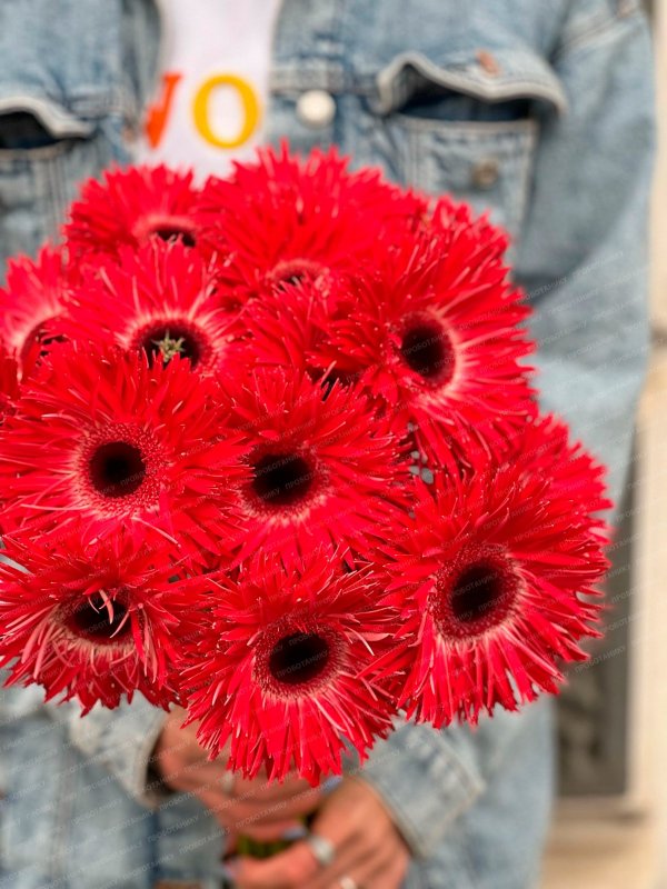 Гербера, красная