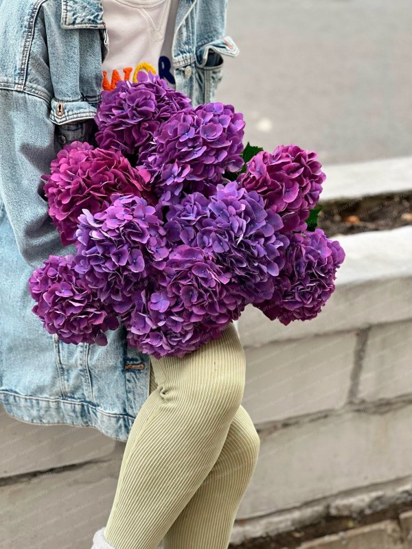 Гортензия, темно-розовая