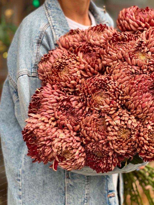 Хризантема, темно-красная