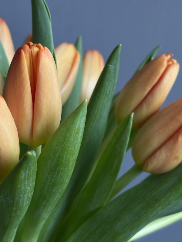 Сверток тюльпанов в льняной ткани