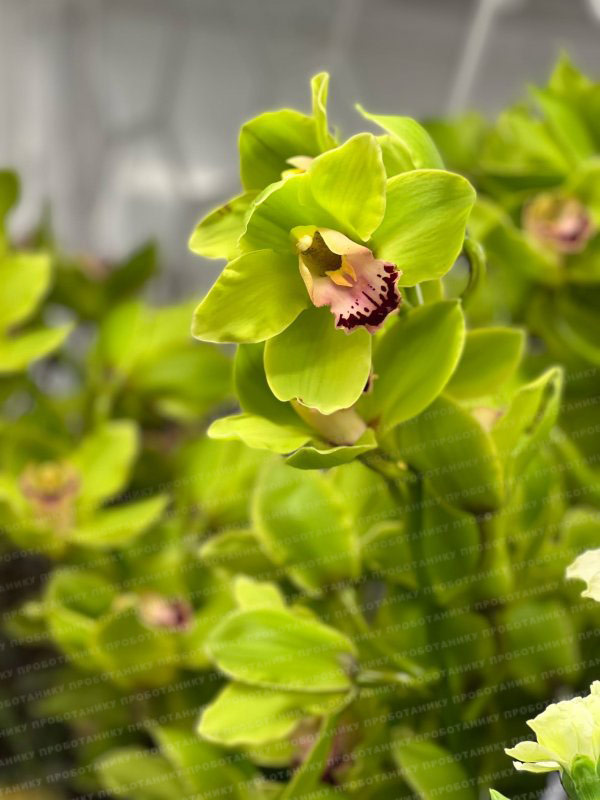 Цимбидиум Андерсон, green, 80 см