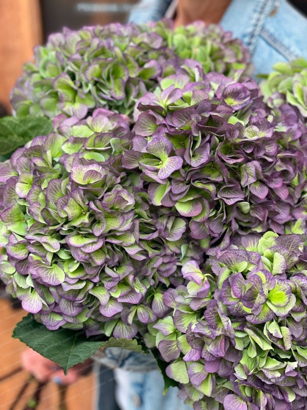 Гортензия, пурпурная