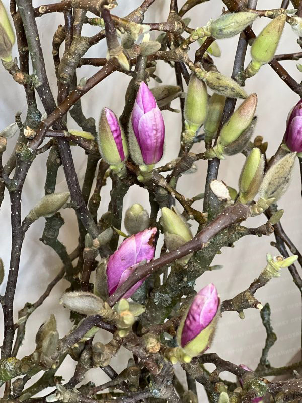 Ветки Магнолии, цветущие