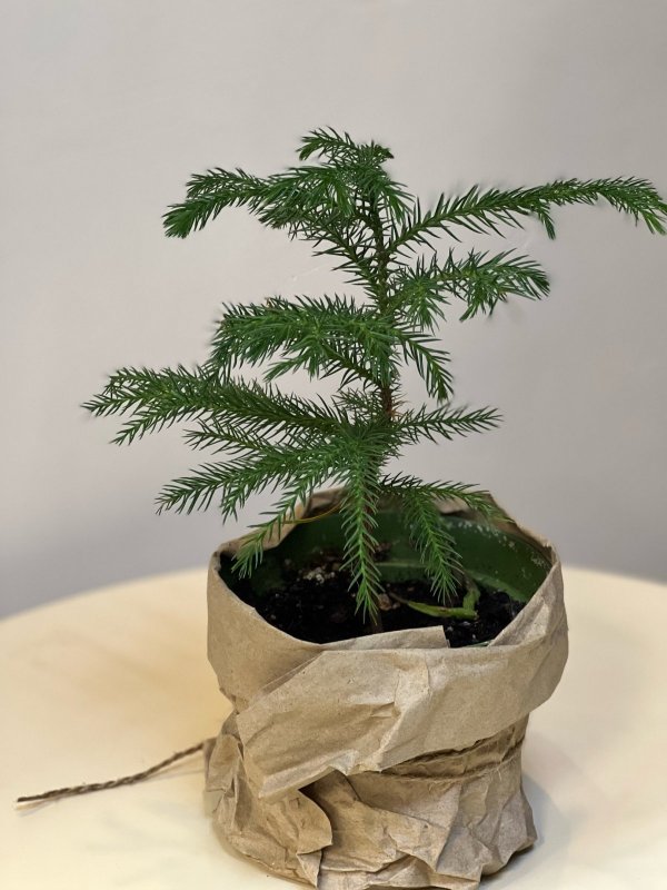 Араукария, H20 см