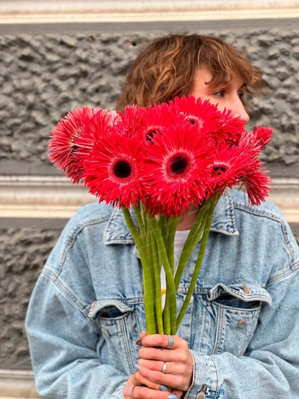 Гербера, красная