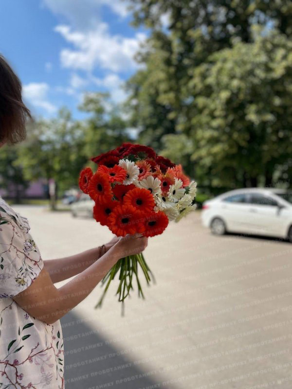 Герберы, микс