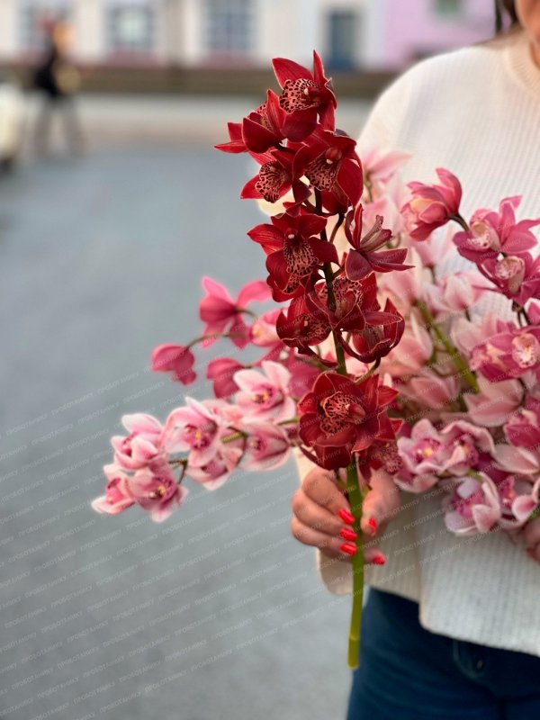 Орхидея, в ассортименте