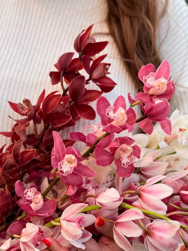 Орхидея, в ассортименте