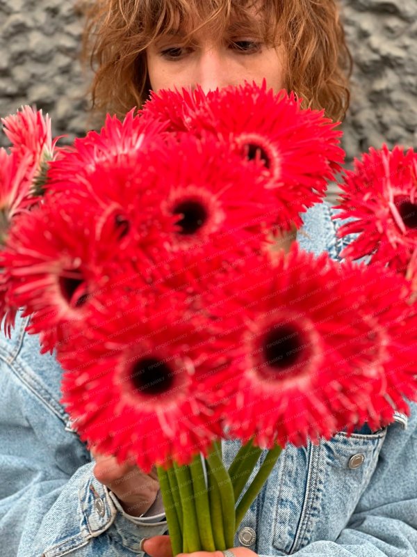 Гербера, красная