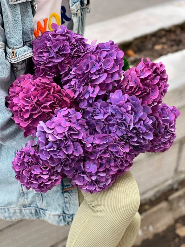 Гортензия, темно-розовая