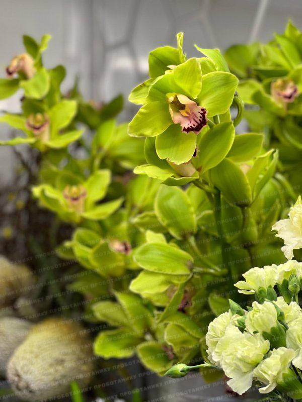 Цимбидиум Андерсон, green, 80 см