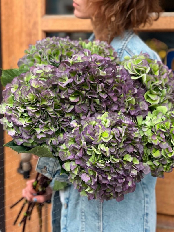 Гортензия, пурпурная