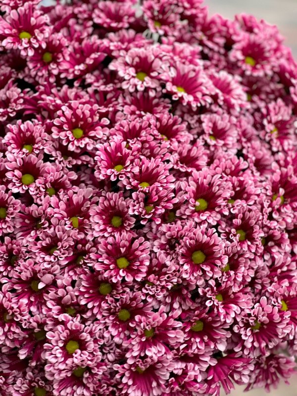 Кустовая хризантема, розовая