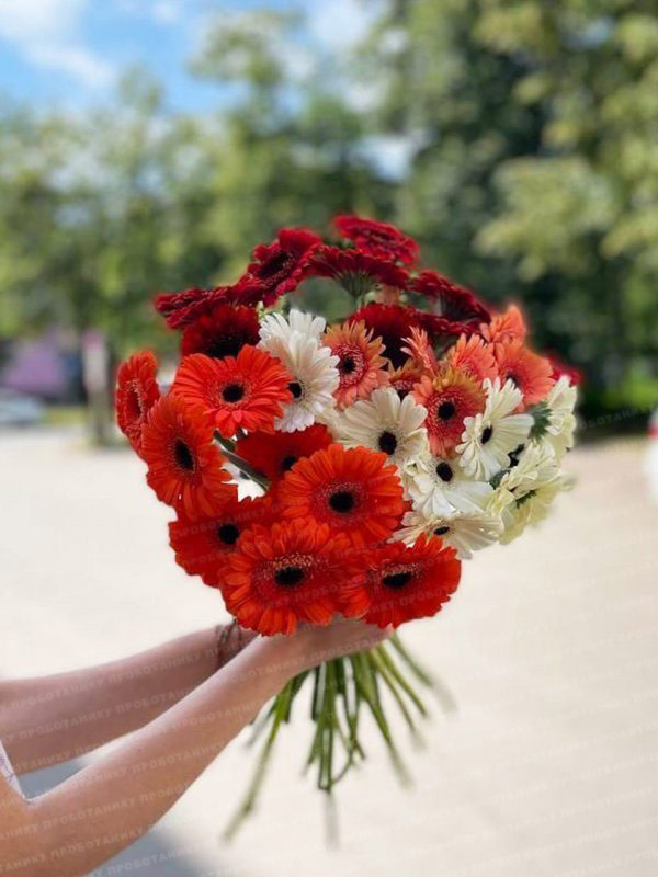 Герберы, микс