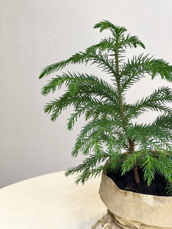 Араукария, H20 см
