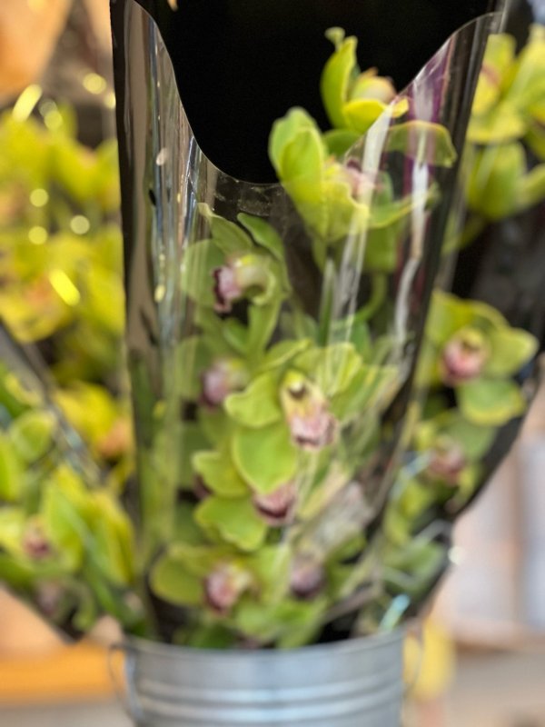 Цимбидиум Андерсон, green, 80 см