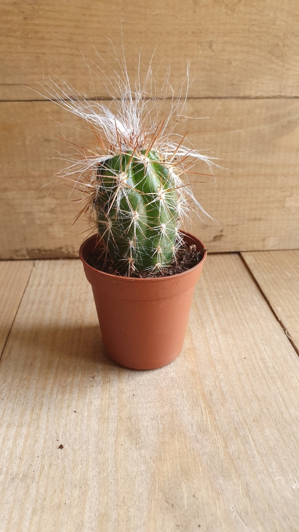 Кактус Микс 10