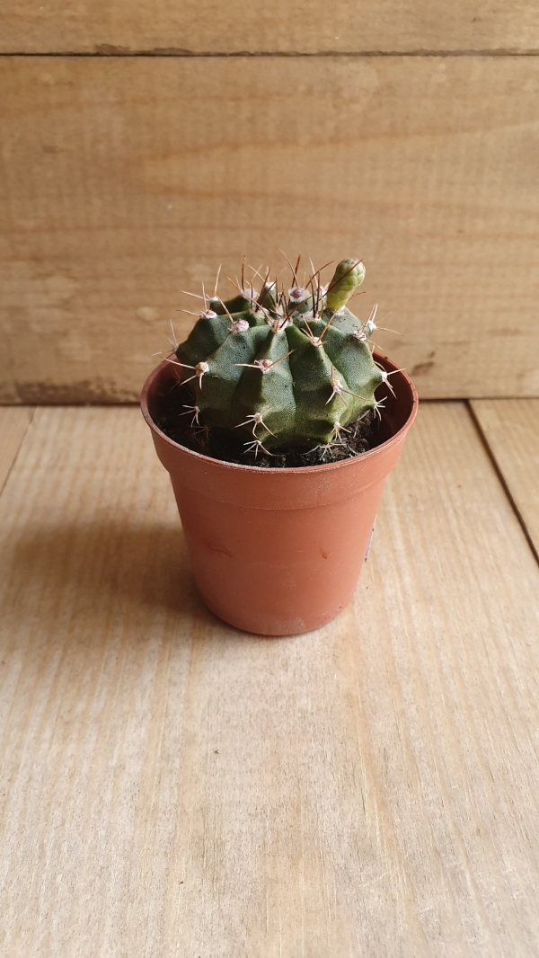 Кактус Микс 11