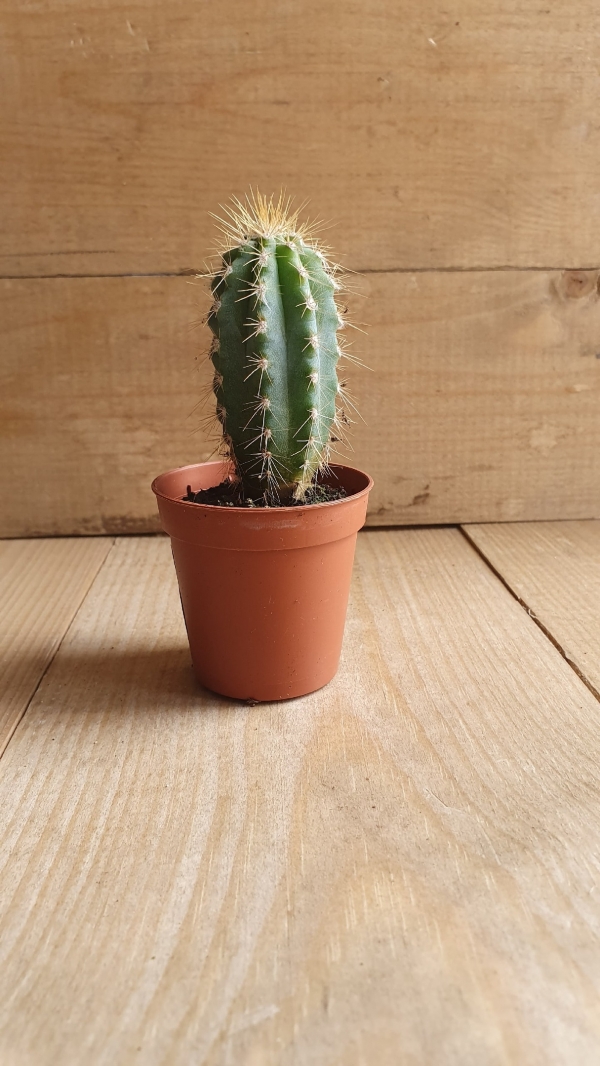 Кактус Микс 12