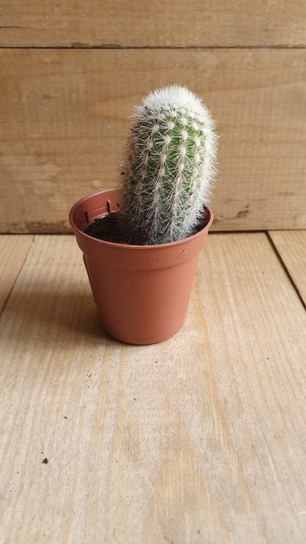 Кактус Микс 13