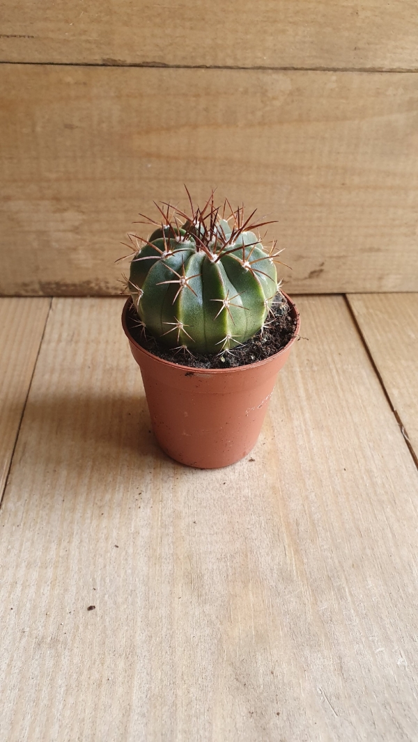 Кактус Микс 15