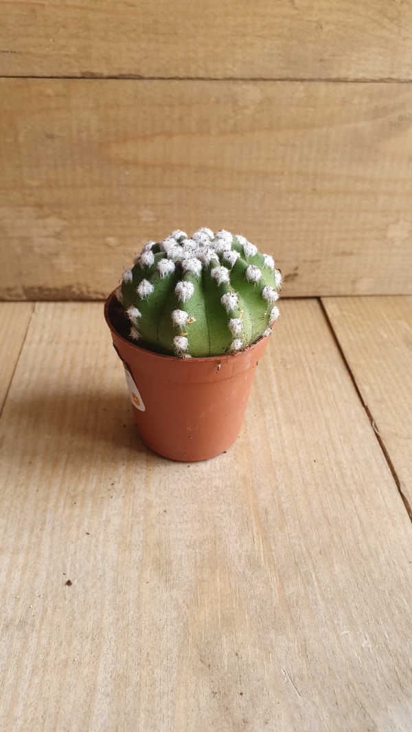 Кактус Микс 16