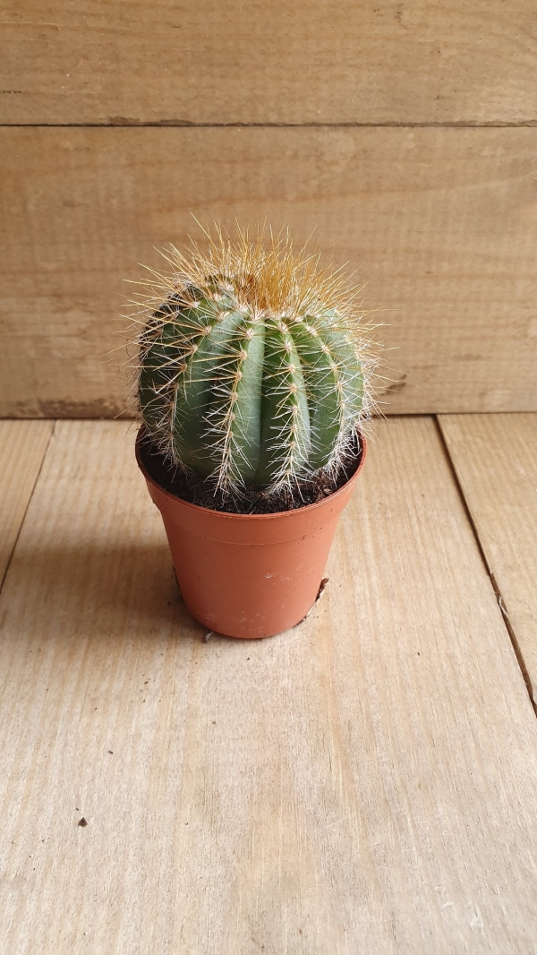 Кактус Микс 17