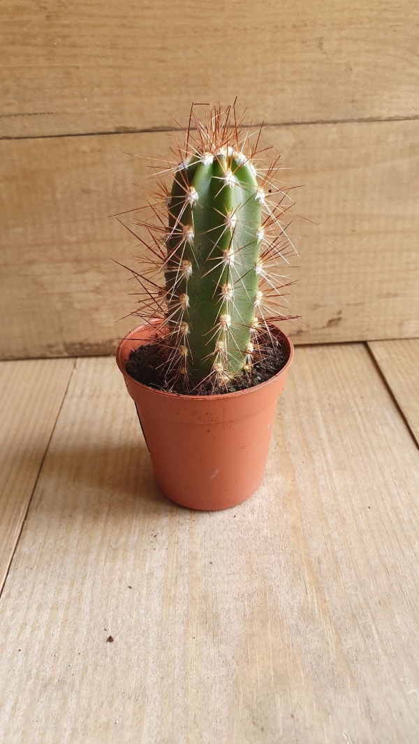 Кактус Микс 9