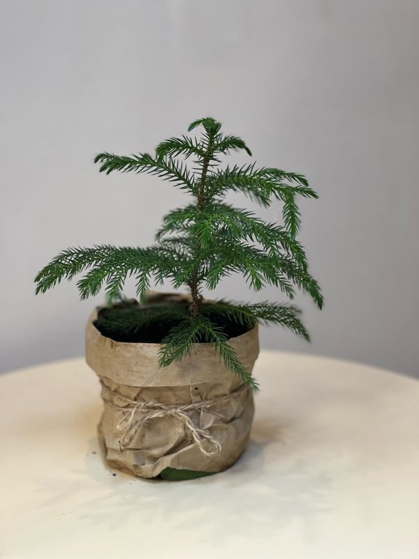 Араукария, H20 см