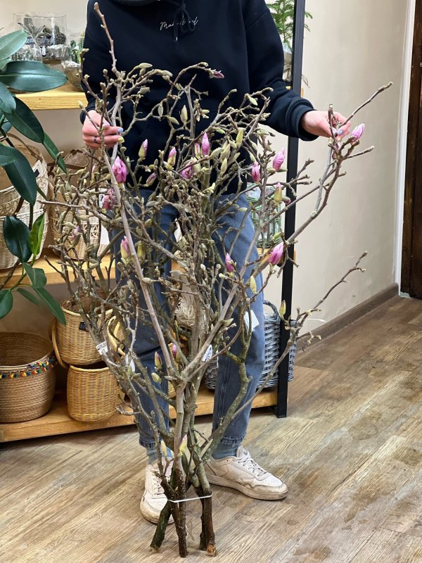 Ветки Магнолии, цветущие