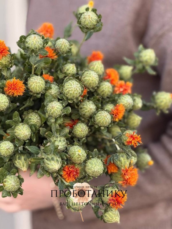 Картахаумс (сухоцвет)