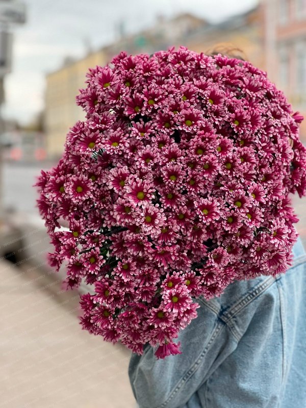 Кустовая хризантема, розовая