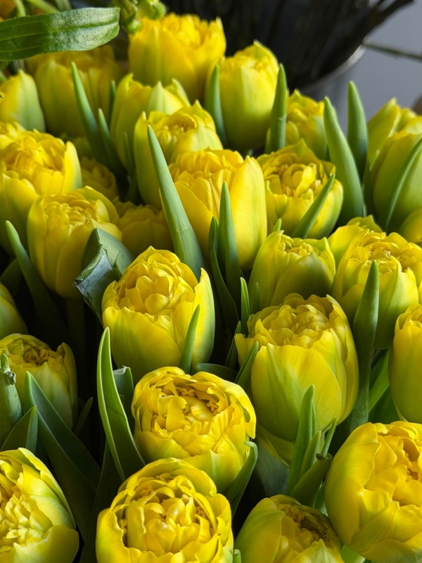 Тюльпан махровый хоумран