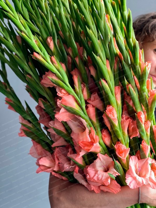 Гладиолусы персиковые, белые