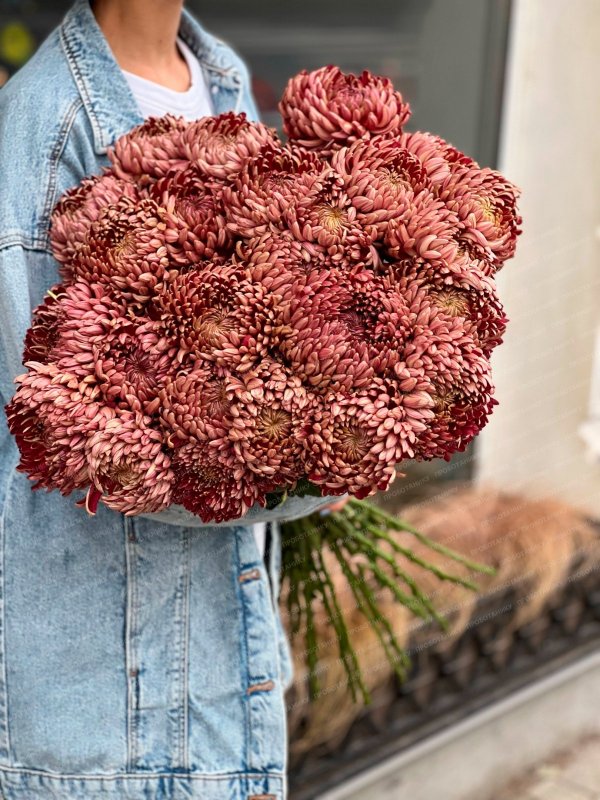 Хризантема, темно-красная