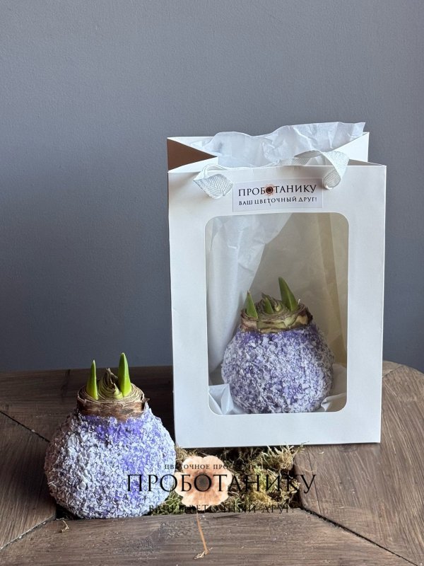 Луковица амариллиса в воске в пакете, в асс